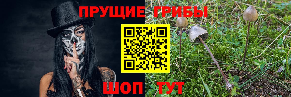 Галлюциногенные грибы Psilocybe  Вход с VPN  Кинешма 
